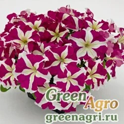 Семена Петуния грандифлора Саксесс Эйч Ди Роуз Стар 1000