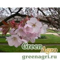 Семена Черемуха мелкопильчатая произвольная (Prunus serrulata var. spontanea) 10 гр.