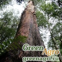 Семена Эвкалипт царственный (Eucalyptus regnans) 2 гр.