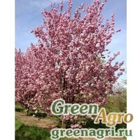 Семена Черемуха мелкопильчатая (Prunus serrulata) 15 гр.