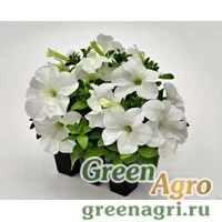 Семена Петуния грандифлора Саксесс 360° Вайт 1000