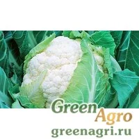 Семена Брюс F1 2,5 тыс. семян, Syngenta