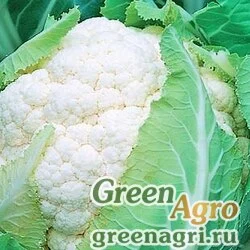 Семена Картьер F1 2,5 тыс. семян, Syngenta