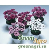 Семена Остеоспермум Пэшн Микс 1000шт