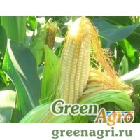 Семена Кукуруза, СИ Феномен (Форс Зеа), 1 п.е., Syngenta