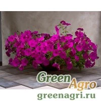 Семена Петуния ампельная Эксплорер Парпл 250драже