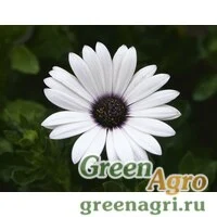 Семена Остеоспермум Пэшн Вайт 100шт