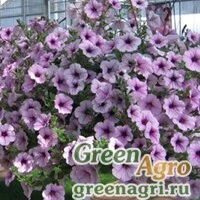 Семена Петуния ампельная Опера Лилак Айс 1000драже