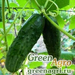 Семена Огурец Феникс плюс(1уп-50гр)