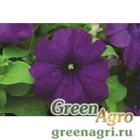 Семена Петуния грандифлора Дувет Блю 1000драже