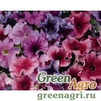 Семена Петуния грандифлора Дэдди Микс 1000драже