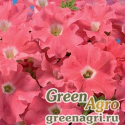 Семена Петуния грандифлора Аладин Салмон 1000драже Семена Петуния грандифлора Аладин Салмон 1000драже
