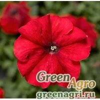 Семена Петуния грандифлора Дувет Ред 1000драже