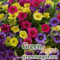 Семена Калибрахоа смесь Фьюзеблс Парадайз Айланд (1 уп-100др)