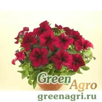 Семена Петуния ампельная гибридная (Petunia x hybrida) "Nivola F1" (burgundy) raw 1000 шт.