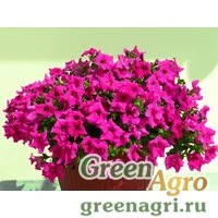 Семена Петуния ампельная гибридная (Petunia x hybrida) "Nivola F1" (deep rose) raw 1000 шт.
