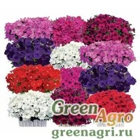 Семена Петуния ампельная гибридная (Petunia x hybrida) "Gioconda F1" (mixed) raw 1000 шт.