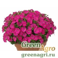 Семена Петуния ампельная гибридная (Petunia x hybrida) "Baby Gioconda F1" (rose) raw 1000 шт.