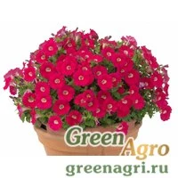 Семена Петуния ампельная гибридная (Petunia x hybrida) "Baby Gioconda F1" (deep rose eye) raw 1000 шт.