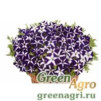 Семена Петуния ампельная гибридная (Petunia x hybrida) "Gioconda F1" (orange) raw 1000 шт.