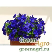 Семена Петуния ампельная гибридная (Petunia x hybrida) "Nivola F1" (blue) raw 1000 шт.
