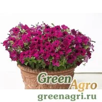 Семена Петуния ампельная гибридная (Petunia x hybrida) "Baby Gioconda F1" (purple) raw 1000 шт.