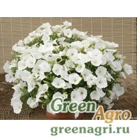 Семена Петуния ампельная гибридная (Petunia x hybrida) "Gioconda F1" (white) raw 1000 шт.