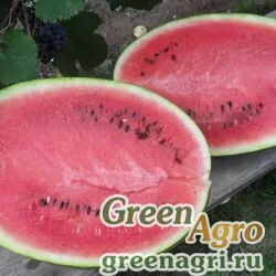 Семена Арбуз Икар  (упак-50 гр.)