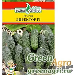 Огурец Директор НС