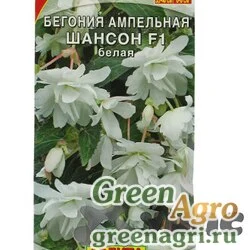 КОМ Бегония Шансон белая Аэлита Ц