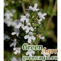 Семена Тимьян обыкновенный (Thymus vulgaris) multi-pelleted Нов. 1000 шт.
