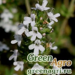 Семена Тимьян обыкновенный (Thymus vulgaris) multi-pelleted Нов. 1000 шт.