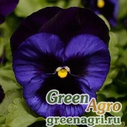 Семена Виола виттрока (Viola wittrockiana) "Matrix F1" (denim) raw 1000 шт.