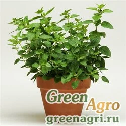 Семена Душица обыкновенная (Origanum vulgare) "Oregano" multi-pelleted 1000 шт.