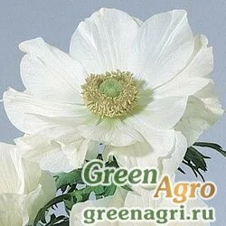 Семена Анемона (Ветреница) корончатая (Anemone coronaria) "Mona Lisa" (white) raw 100 шт.