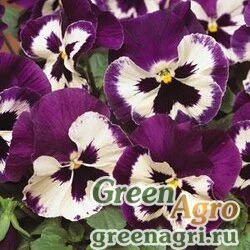 Семена Виола виттрока (Viola wittrockiana) "Spring Matrix F1" (purple & white) raw 1000 шт.