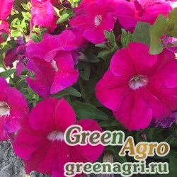 Семена Петуния ампельная гибридная (Petunia x hybrida) "Amore Mio F1" (deep rose) pelleted 1000 шт.