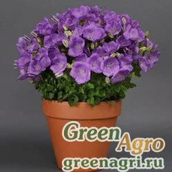 Семена Колокольчик карпатский (Campanula carpatica) "Rapido" (blue) pelleted 1000 шт.