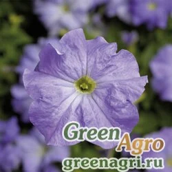 Семена Петуния крупноцветковая (Petunia grandiflora) "Tritunia F1" (sky blue) raw 5000 шт.