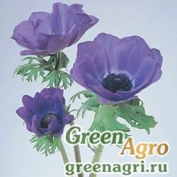 Семена Анемона (Ветреница) корончатая (Anemone coronaria) "Mona Lisa" (deep blue) raw 100 шт.