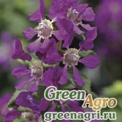 Семена Куфея (Cuphea llavea) "Sriracha f1" (violet) Raw Нов. 100 шт.