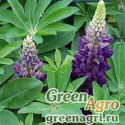 Семена Люпин многолистный (Lupinus polyphyllus) "Lupini" (blue shades) apex 1000 шт.