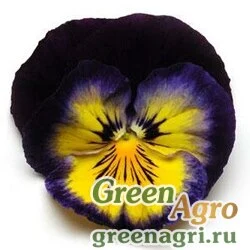 Семена Виола виттрока (Viola wittrockiana) "Spring Matrix F1" (midnight glow) raw 1000 шт.