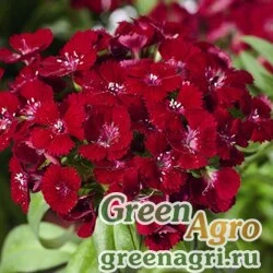Семена Гвоздика турецкая (Dianthus barbatus) "Barbarini F1" (red) raw 1000 шт.