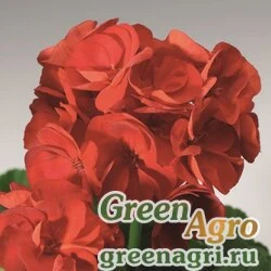 Семена Пеларгония х садовая (герань) (Pelargonium x hortorum) "Pinto Premium F1" (deep scarlet) coated 1000 шт.