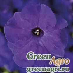 Семена Петуния крупноцветковая (Petunia grandiflora) "Tritunia F1" (blue) raw 5000 шт.
