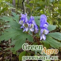 Семена Аконит пазушноцветковый (Aconitum axilliflorum) 3,5 гр.