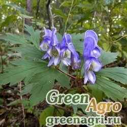 Семена Аконит пазушноцветковый (Aconitum axilliflorum) 3,5 гр.