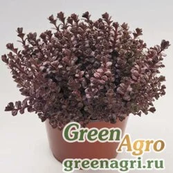 Семена Седум ложный (Sedum spurium) "Voodoo" (deep red) raw 1000 шт.
