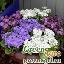 Семена Агератум мексиканский (Ageratum houstonianum) "Cloud Nine" (formula mix) raw 1000 шт.